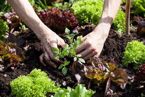 Seven Of The Fastest Growing Vegetables From Herbs To Beets Better