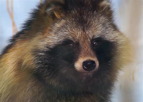 Raccoon Dogs Are Known As A Tanuki And Native To Japan Videos From