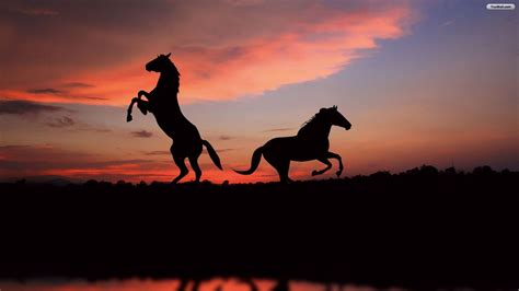 Horses In Sunset Wallpaper Nature And Landscape Wallpaper Better