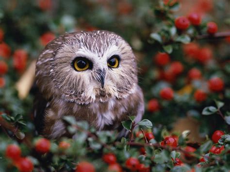 46 Owl Background Screensavers And Wallpaper
