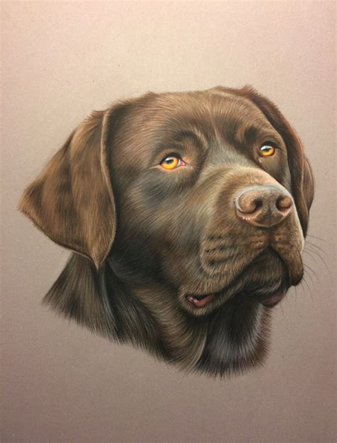 Portrait De Labrador Chocolat Réalisé Au Pastel Daprés Photo Dog