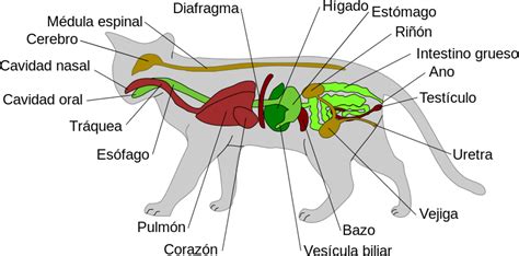 Sofy Una Mascota Felina Anatomía Interna Del Gato