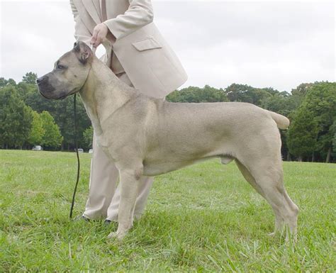 Manglet jo nå bare et cacib i sverige for at. Apex's Tuff