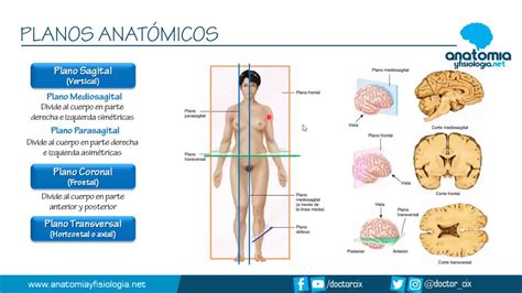 Planos Anat Micos Res Menes De Anatom A Y Fisiolog A Youtube