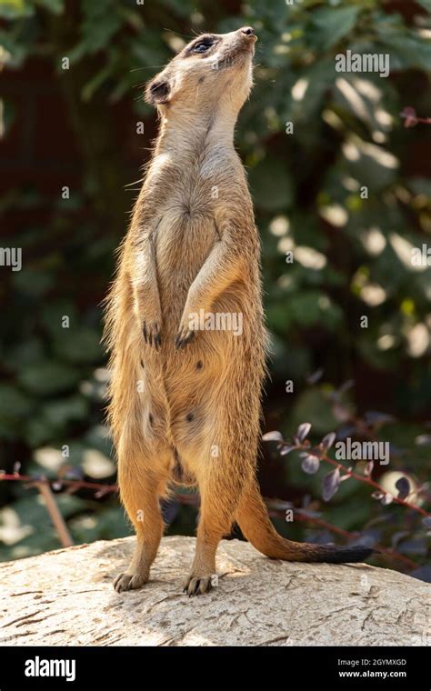 Standing Meerkat On Sentry Post Stock Photo Alamy