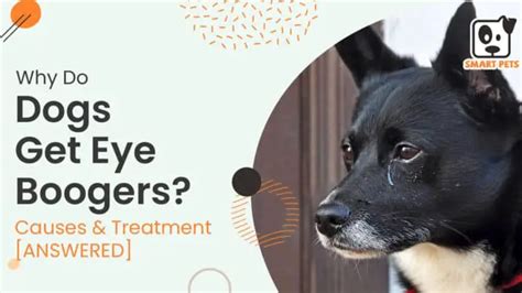 Why Do Dogs Get Eye Boogers Causes And Treatment Answered