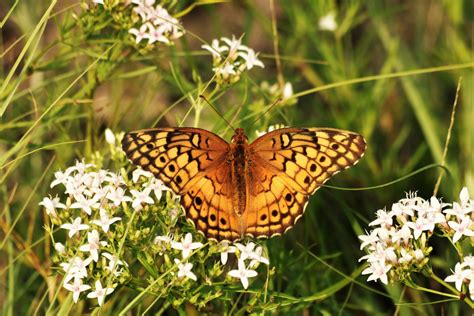 Variegated Fritillary Butterfly 8 Free Stock Photo Public Domain Pictures