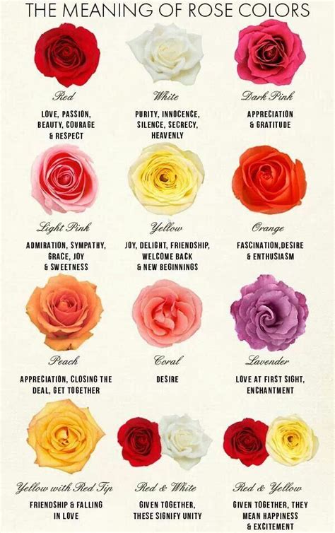 Roses Color Meaning Chart
