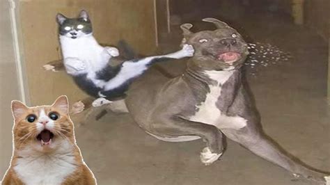 Dog Vs Cat Fight Cat And Dog Funny Fight Compilation My Pets