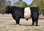 Belted Galloway - Livestockpedia