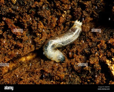 Wood Wasp Or Horntail Uroceras Gigas Larva In Rotted Timber Stock Photo