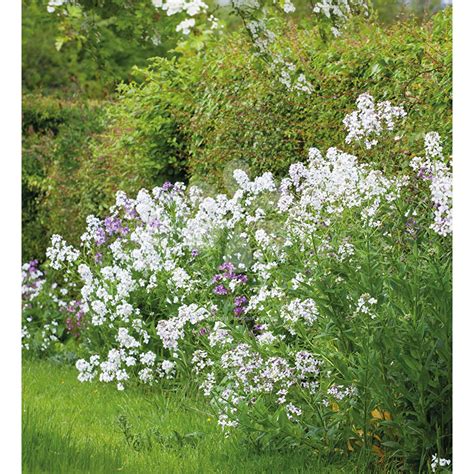 Hesperis Pure Scented White Sweet Rocket Flowers That Grow Happily In