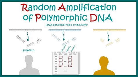 Random Amplification Of Polymorphic Dna Rapd Principle