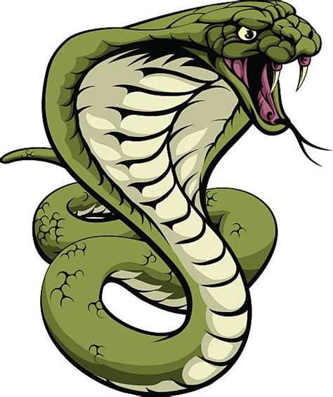 King Cobra Illustrations Royalty Free Vector Graphics And Clip Art Istock