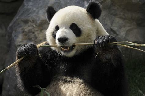 11 Extremely Strange Things About Pandas