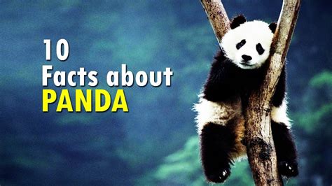 10 Interesting Facts About Pandas Youtube