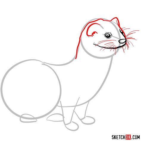How To Draw A Weasel Sketchok Easy Drawing Guides