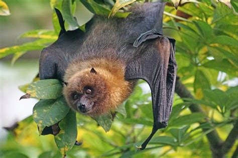 Planned Flying Fox Cull Will Harm Endangered Species Scientists Warn