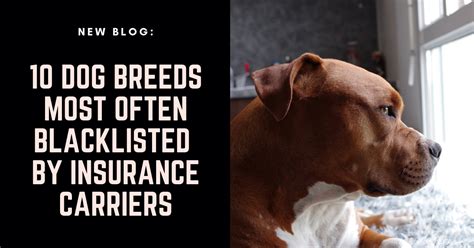 State farm insurance agent view licenses. Home Insurance Companies That Allow Pit Bulls