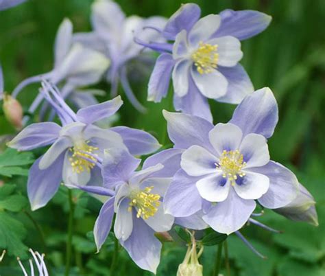 Columbine Blue Dream Aquilegia Caerulea Seeds