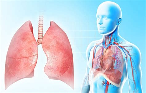 Respirasjonssystemets Oppbygning Helsefremmende Arbeid Ndla