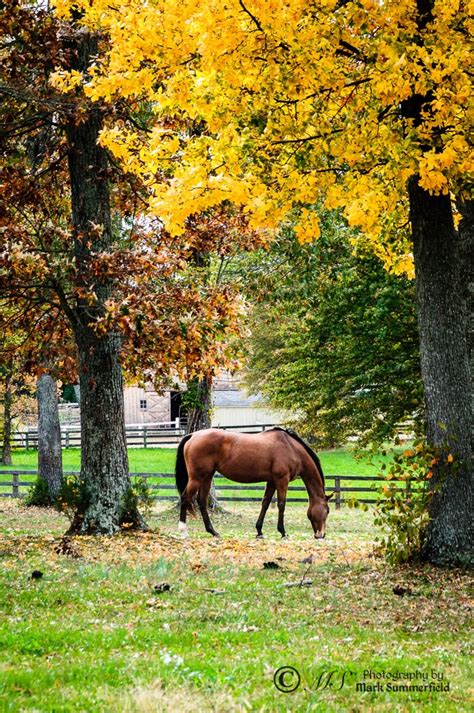 Fall Colors On A Horse Farm
