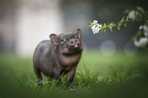 Pin By Tammy Martin On Pigs Cute Pigs Pet Pigs Cute Wild Animals