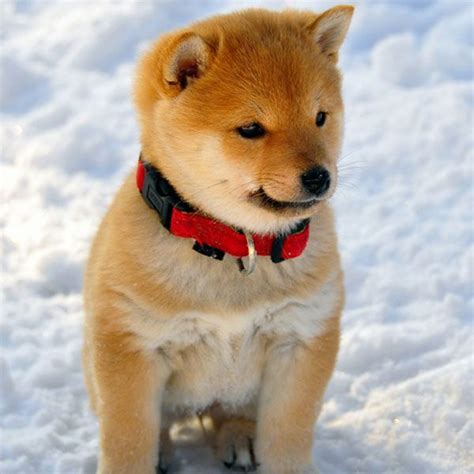 And Now Ridiculously Adorable Shiba Inu Puppies Cute Puppies Cute
