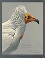 Louis Agassiz Fuertes | Bird illustration, Mammals, Vulture