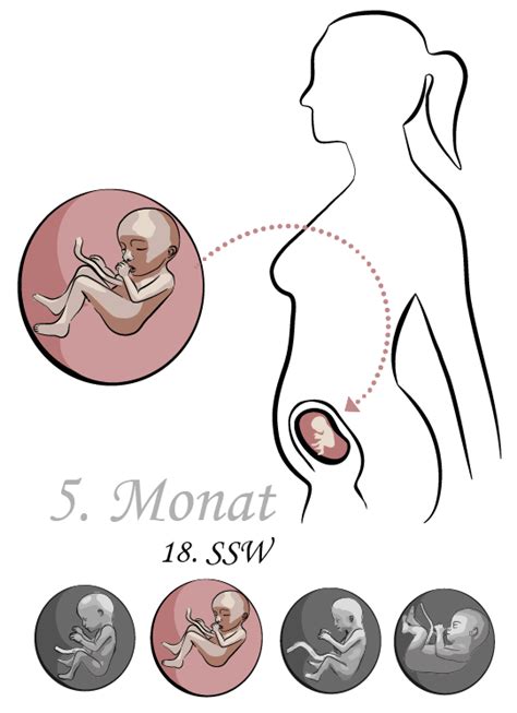 Wie Zählt Man Die Ssw Pregnant Center Informations