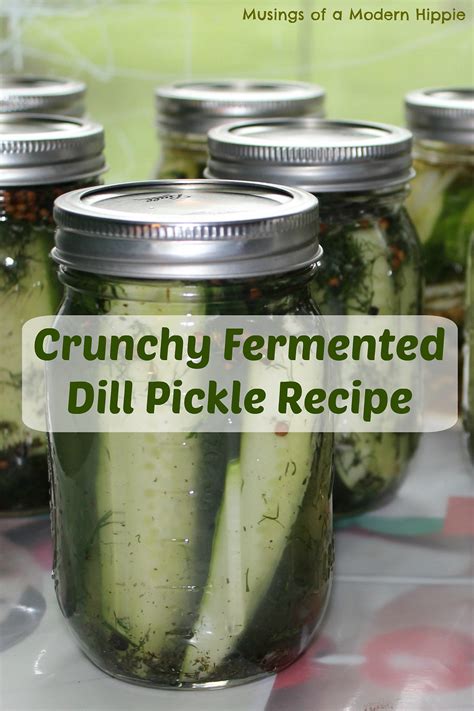 Crunchy Fermented Dill Pickles