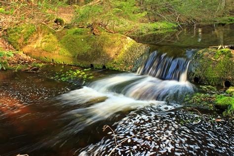 Free Picture Water Forest Ecology Stream River Waterfall Wood