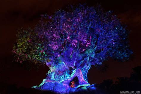 Video The Tree Of Life Awakenings At Disneys Animal Kingdom