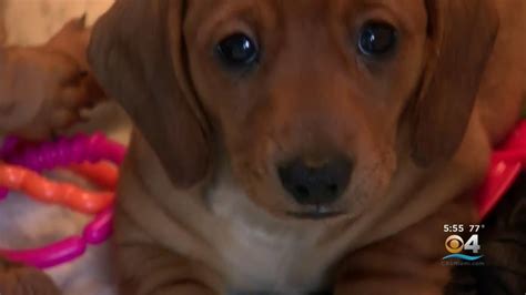 New Study Finds Puppy Dog Eyes Are Evolutionary Trick Targeting