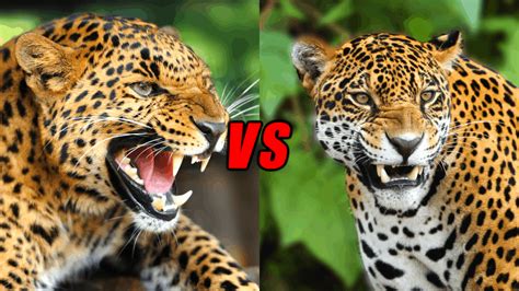 Jaguar Vs Leopard Who Will Win Animals Comparison