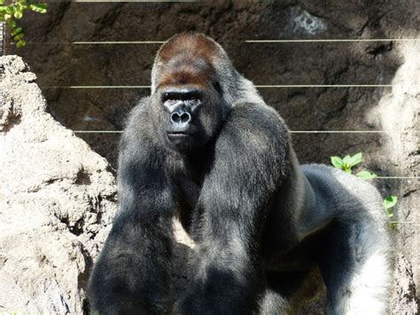 Gorilla Facts For Kids Information About Gorillas