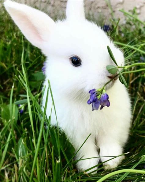 White Bunny Purple Wildflower Bunny Love самые милые живот Cute