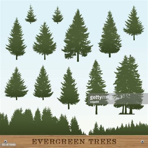 Evergreen Trees Silhouette Photos And Premium High Res Pictures Getty