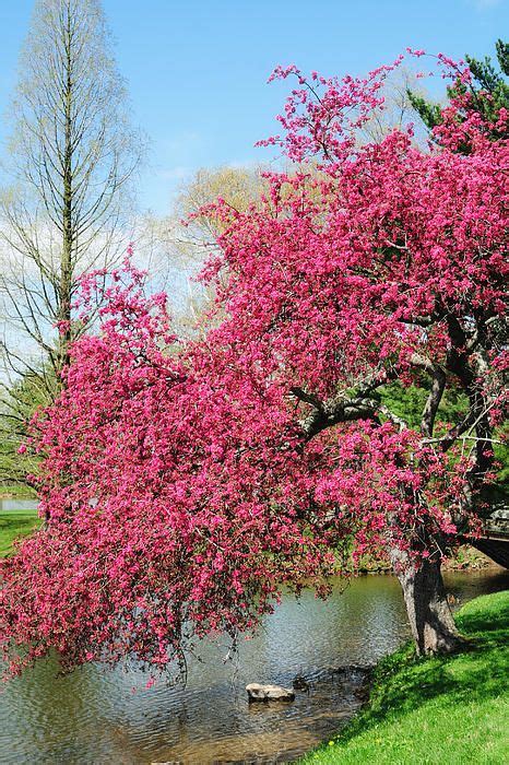 A Crabapple Tree In The Early Spring At Dawes Arboretum Near Newark