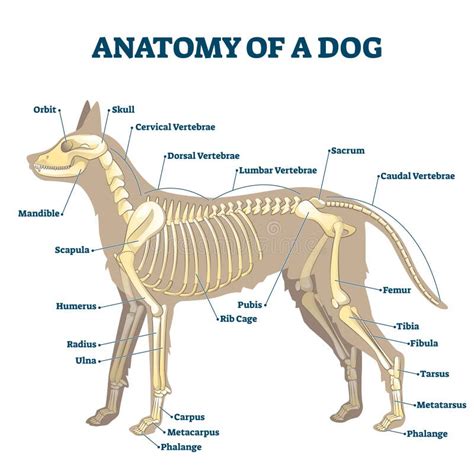 Anatomy Of Dog Skeleton With Labeled Inner Bone Scheme Vector
