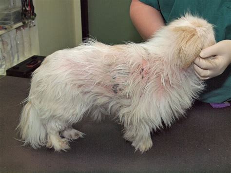 Sarna En Perros Causas Síntomas Y Tratamiento Mascotanoble