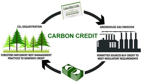 Follow The Honey How To Invest In Carbon Credits In 2023