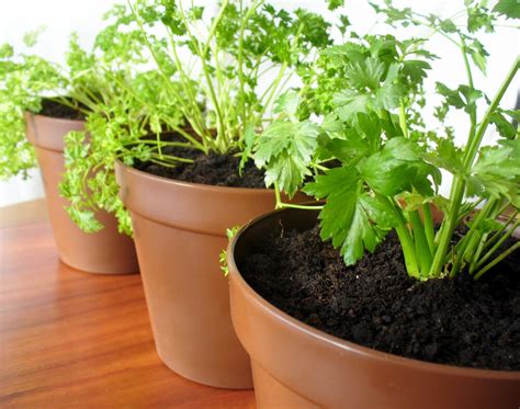 Growing Celery In Containers The Ultimate Celery Garden Guide