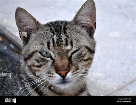 Cat Eye Closed Hi Res Stock Photography And Images Alamy