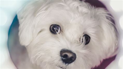 Closeup Photo Of White Maltese Puppy Hd Animals Wallpapers Hd