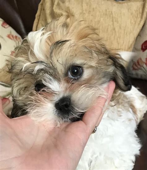 Gorgeous Malshi Maltese X Shih Tzu Girl Puppy In Burry Port