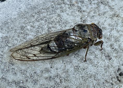 Maryland Biodiversity Project Northern Dusk Singing Cicada Megatibicen Grossa