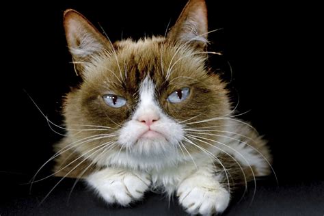 Mort De Grumpy Cat Un Des Animaux Les Plus Connus Dinternet