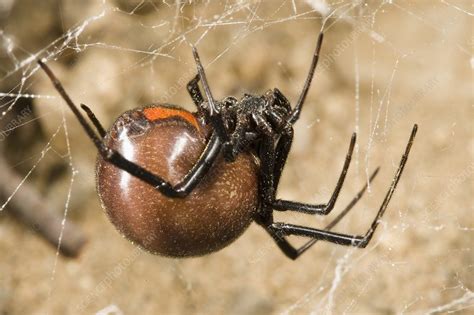 Female Black Widow Spider In Its Web Stock Image C0086555