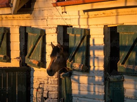 Image Of Horse Looking Out Stables Window In The Evening Light